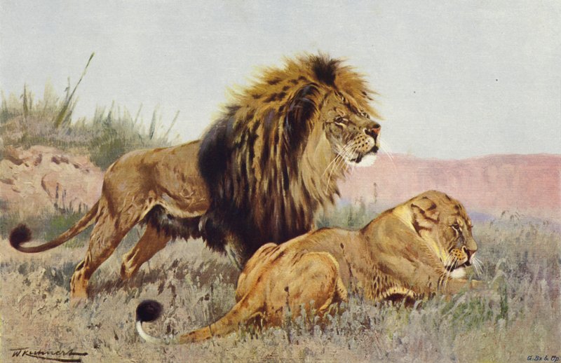 Løve og Løvinne av after Wilhelm Kuhnert