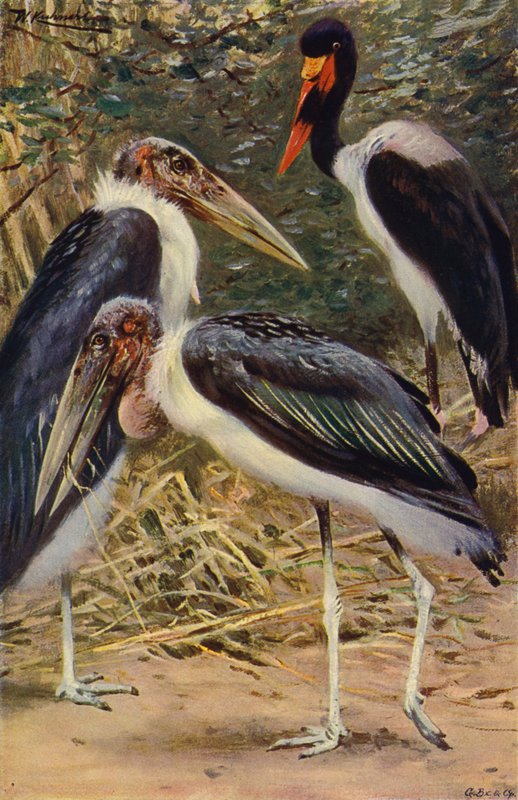 Marabou og Jabiru av after Wilhelm Kuhnert