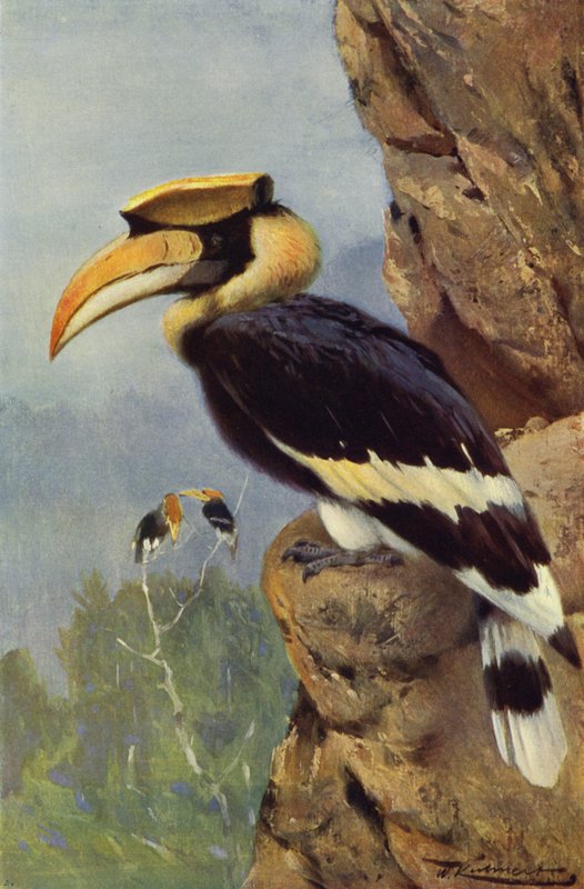 Pied Hornbill av after Wilhelm Kuhnert
