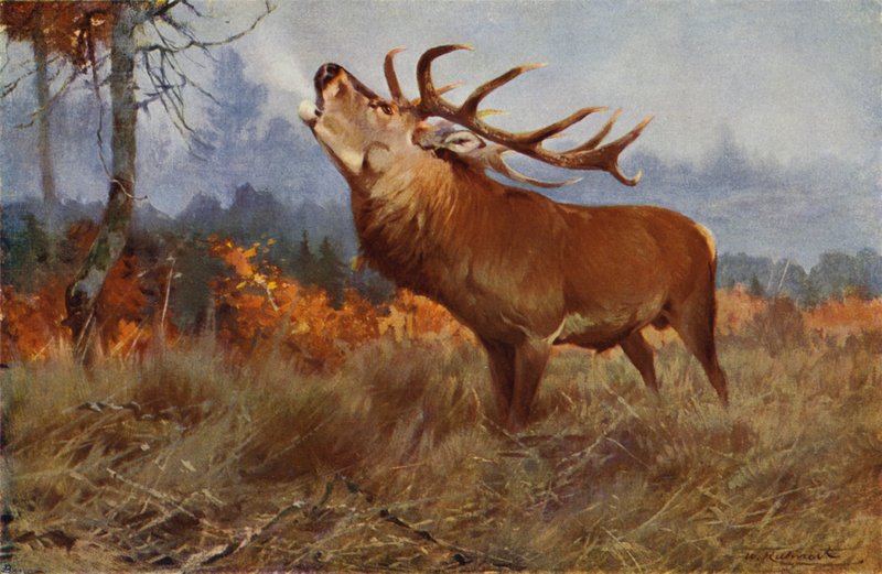 Rød hjort av after Wilhelm Kuhnert