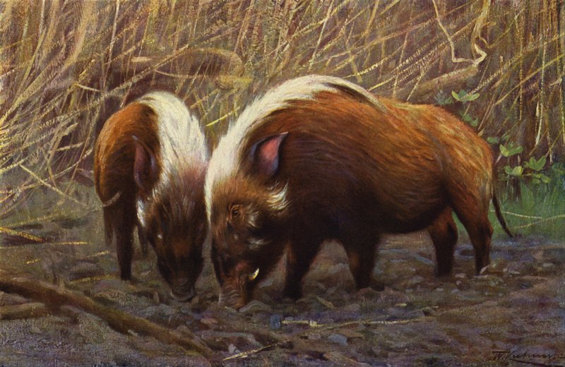 River-Hog av after Wilhelm Kuhnert