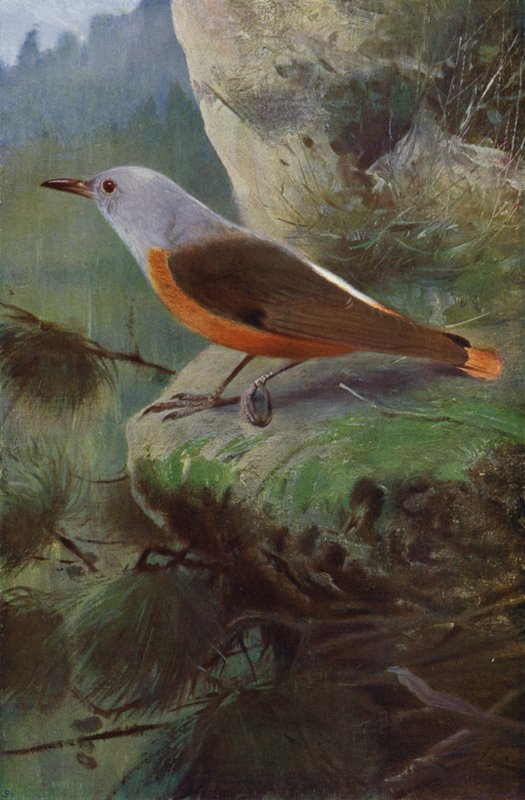 Steintrost av after Wilhelm Kuhnert