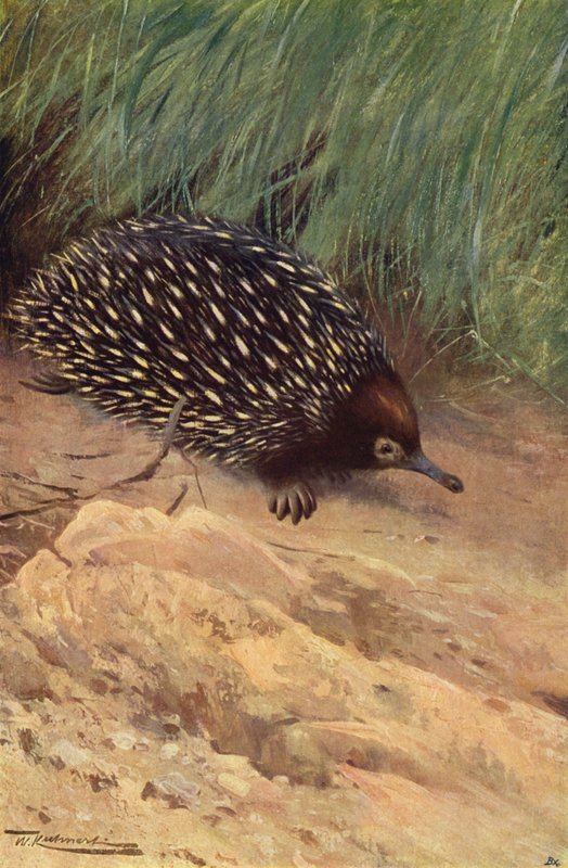 Spiny maur-eter av after Wilhelm Kuhnert