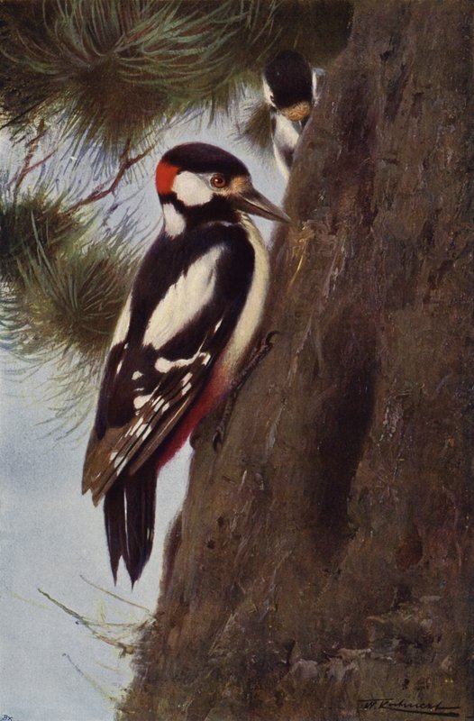 Flekkspett av after Wilhelm Kuhnert