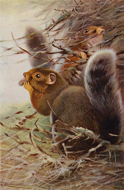 St Paul Squirrel av after Wilhelm Kuhnert