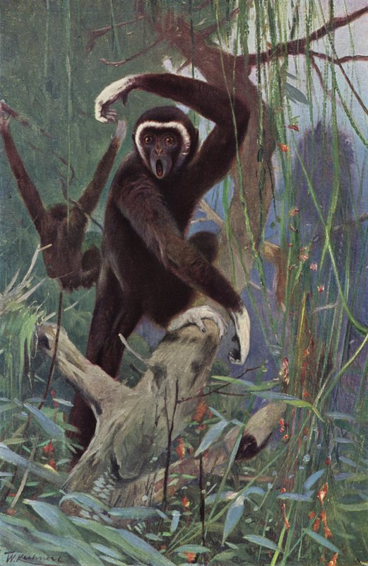 Hvithendt Gibbon av after Wilhelm Kuhnert