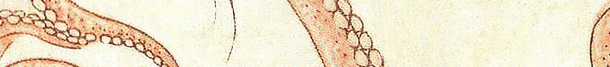 Fiskerens kones drøm (Katsushika Hokusai), Detail: Tentakel mit Saugnäpfen