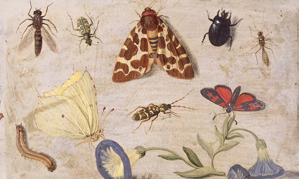 Insekter