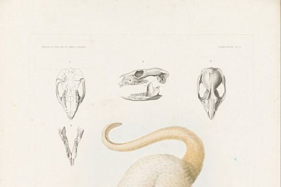 A. Dumenil