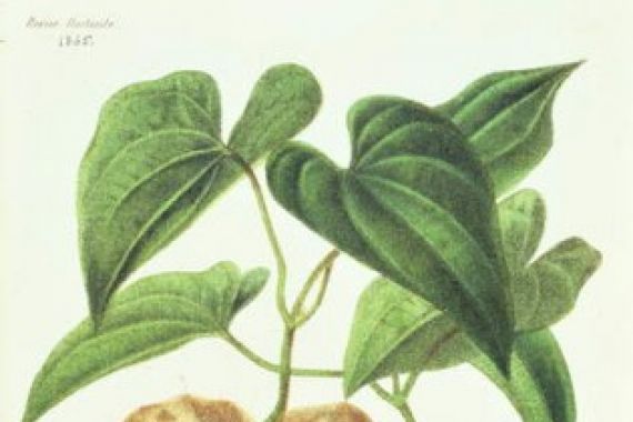 After Claude Lefèbvre