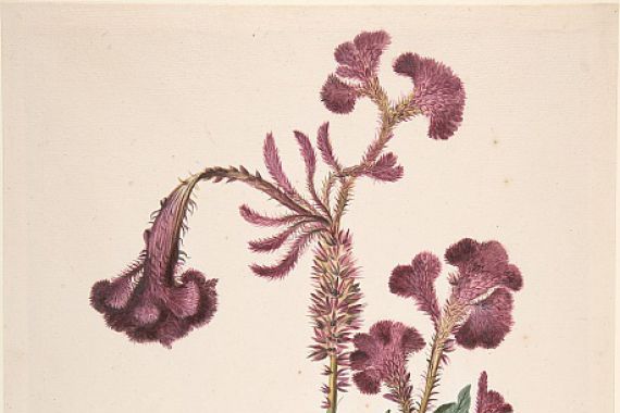 Alida Withoos