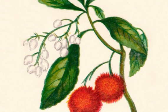 Anne Pratt