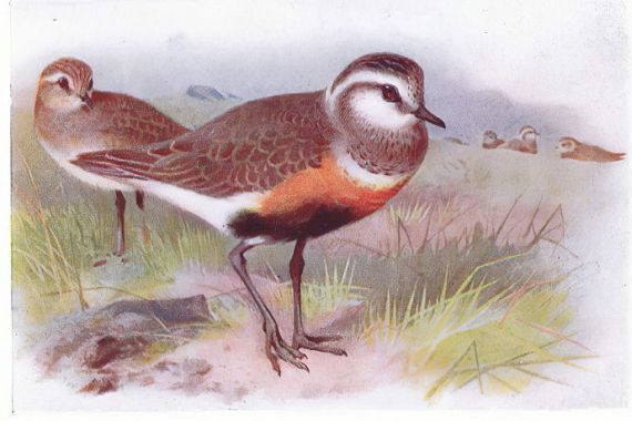 Archibald Thorburn