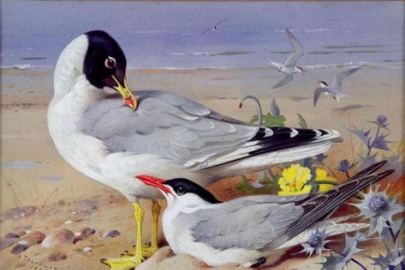 Archibald Thornburn