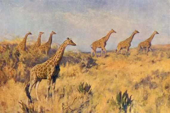 Arthur Wardle