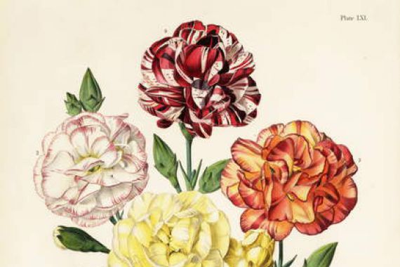 Augusta Innes (after) Withers
