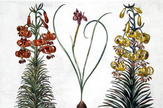 Basilius (after) Besler