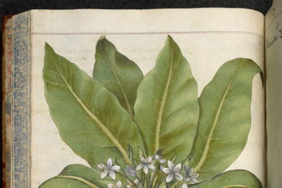 Basilius Besler