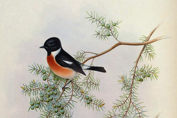 BirdsAsiaJohnGoIVGoul_0144.jpg