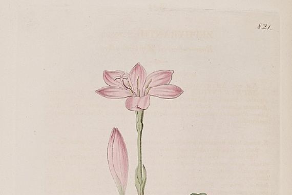 Botanical Register