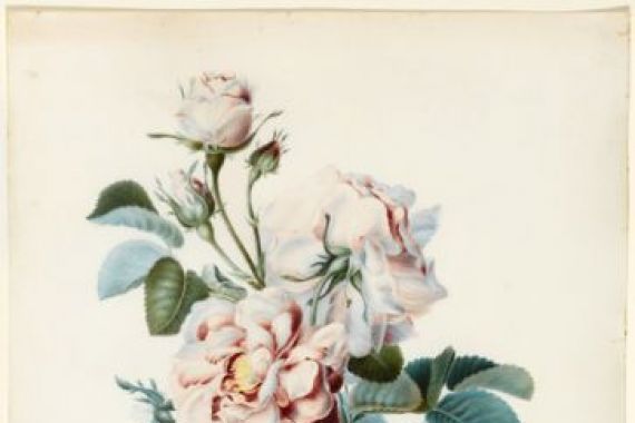 C. M. Bucher