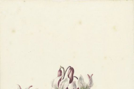 Catharina Lintheimer