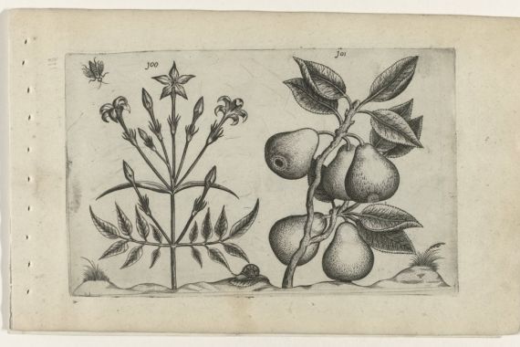 Crispijn van de Passe (I) (attributed to)