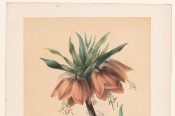Elisa Honorine Champin