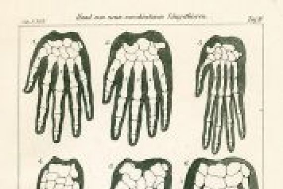 Ernst Haeckel