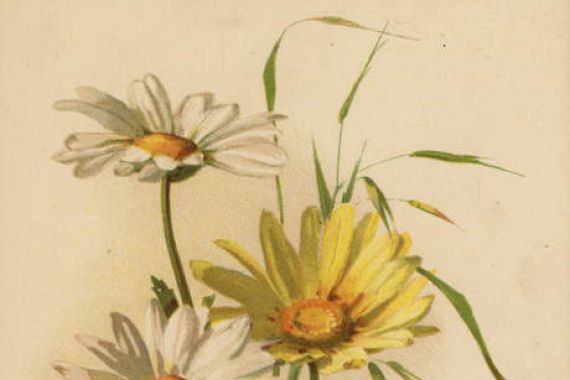 Ethel C. Nisbet