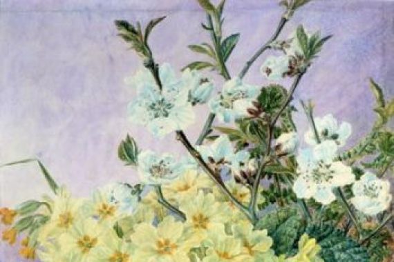 Fanny Jane Bayfield