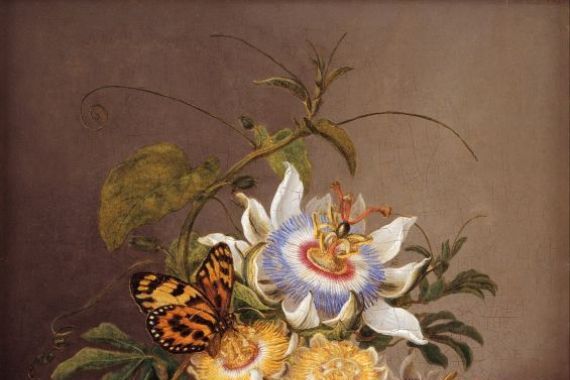 Ferdinand Bauer