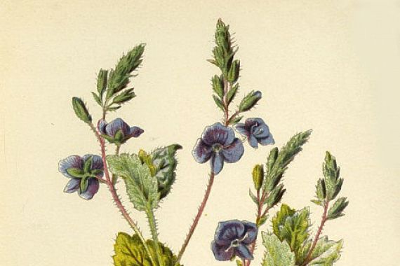 Frederick Edward Hulme
