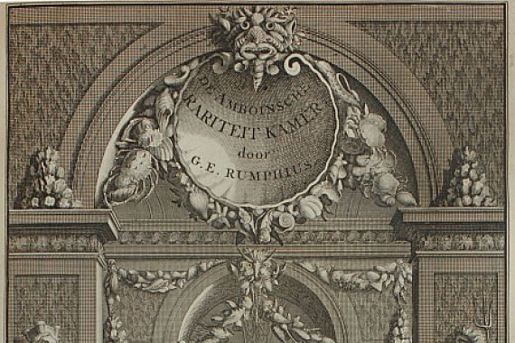 G. E. Rumphius