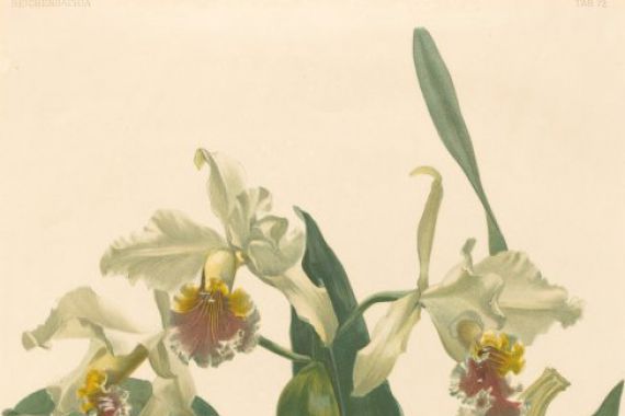 Gustav Leutzsch after Henry George Moon