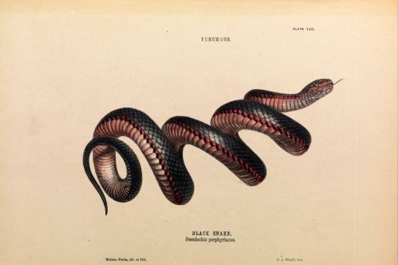 Helena Forde