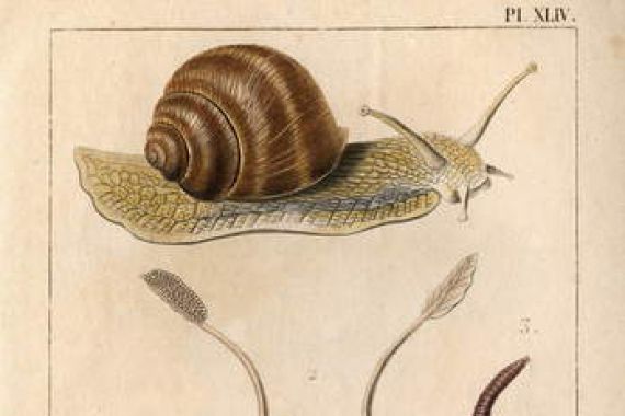 Hippolyte Cloquet