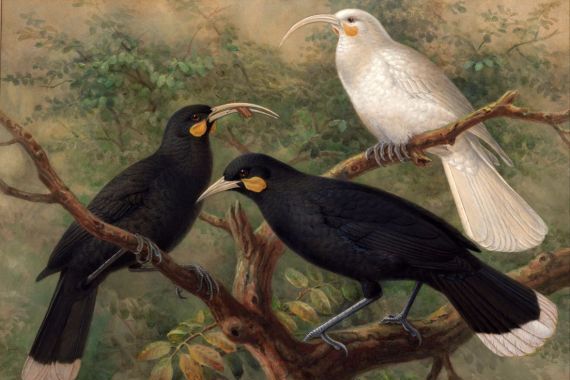 J. G. Keulemans