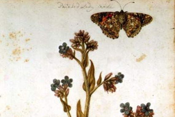 Jacques (1533 88) Le Moyne