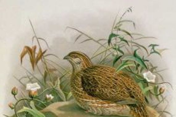 Johan Gerard Keulemans