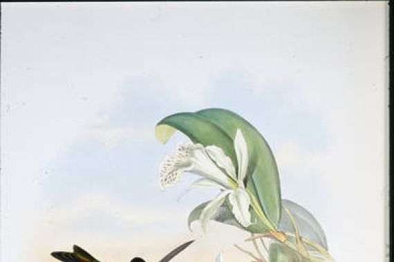 John (after) Gould