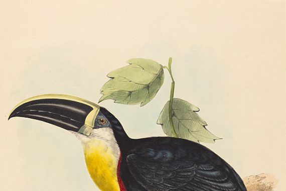 John Gould, Elizabeth Gould