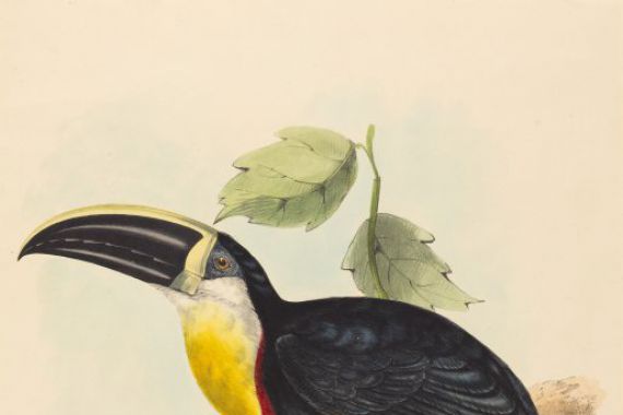 John Gould and Elizabeth Gould