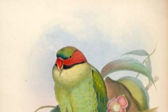 John Gould