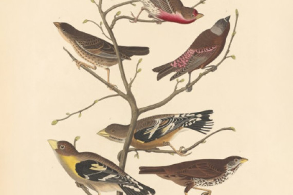 John James Audubon/ Rob Havell