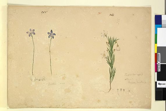 John William Lewin