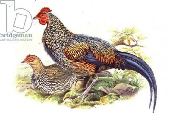 John after Gould