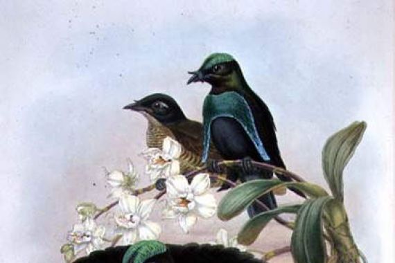 John and Hart William (after) Gould