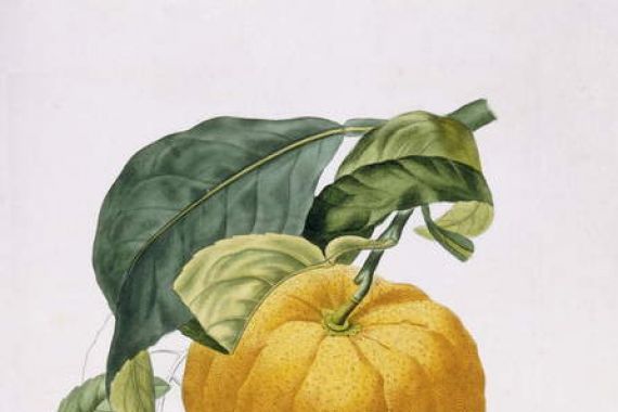 Joseph Antoine Risso