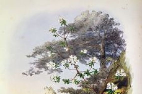 Joseph Dalton Hooker